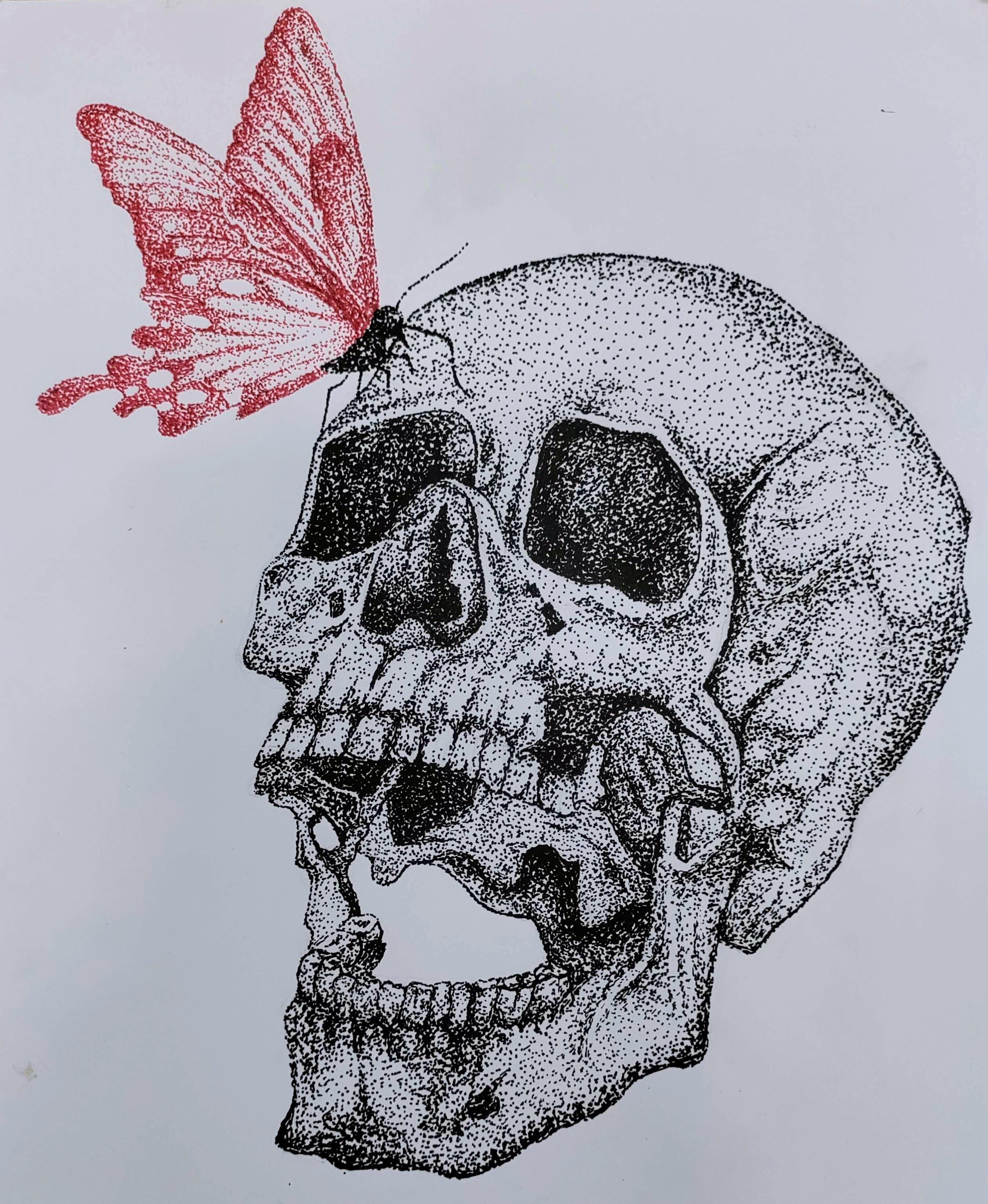 Butterfly on skull